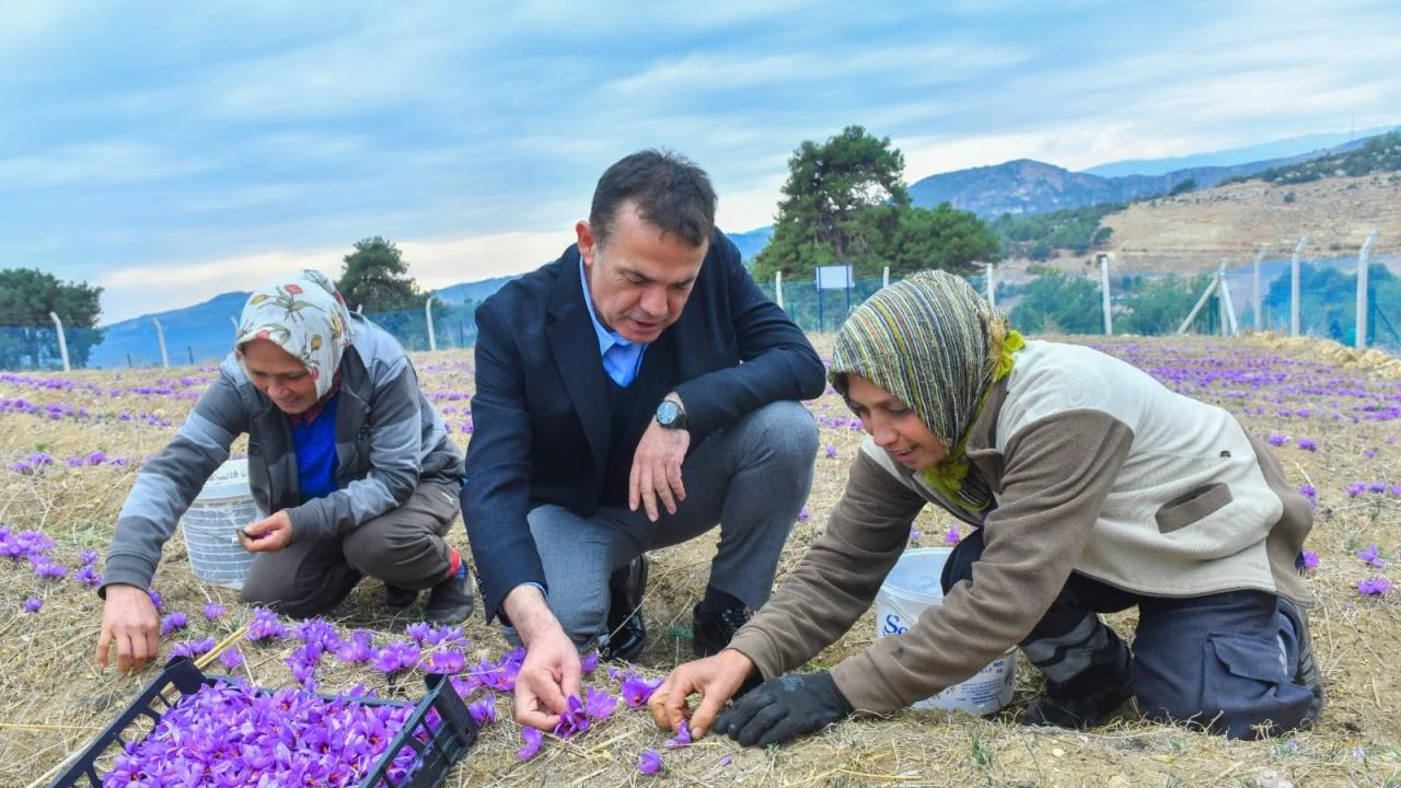 Yenişehir Belediyesinin desteğiyle safran üreticisi sayısı artıyor